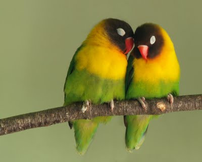 cute-animal-couples