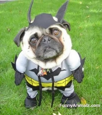 bat-man-dog