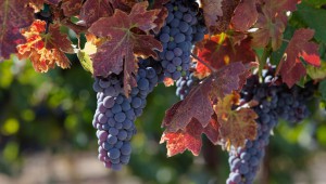 RBZ Vineyard 10.4.09 - Fall Leaves & clusters