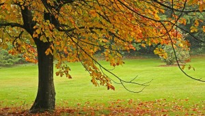 fall-tree-care